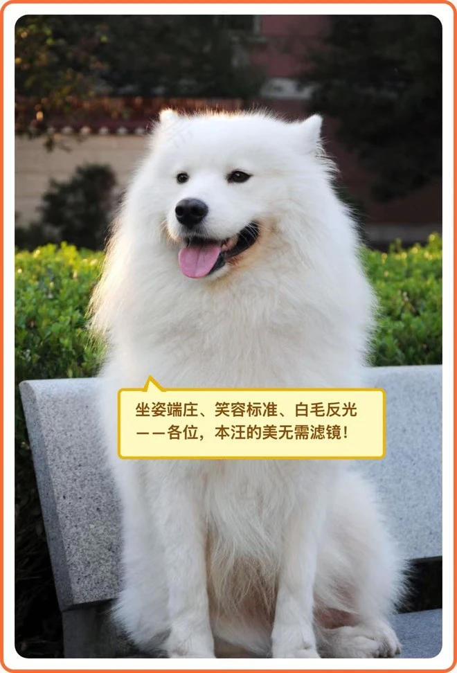 狗狗版成品
